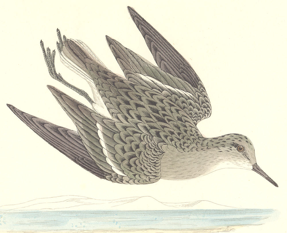 BIRDS. Temminck's Stint. Found in Europe. Africa. Asia (Morris) 1865 old print